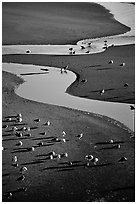 Seabirds and stream on beach. Oregon, USA ( black and white)