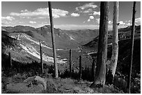 Standing dead trees at the edge of the blast. Mount St Helens National Volcanic Monument, Washington ( black and white)