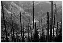 Tree squeletons and valley at the Edge. Mount St Helens National Volcanic Monument, Washington ( black and white)