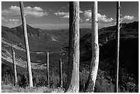 Bare tree trunks at the Edge. Mount St Helens National Volcanic Monument, Washington (black and white)