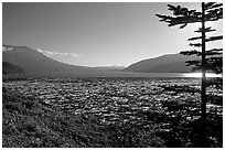 Floating tree trunks on Spirit Lake. Mount St Helens National Volcanic Monument, Washington (black and white)