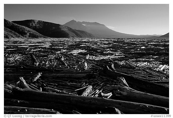 Knocked tree trunks cover Spirit Lake. Mount St Helens National Volcanic Monument, Washington