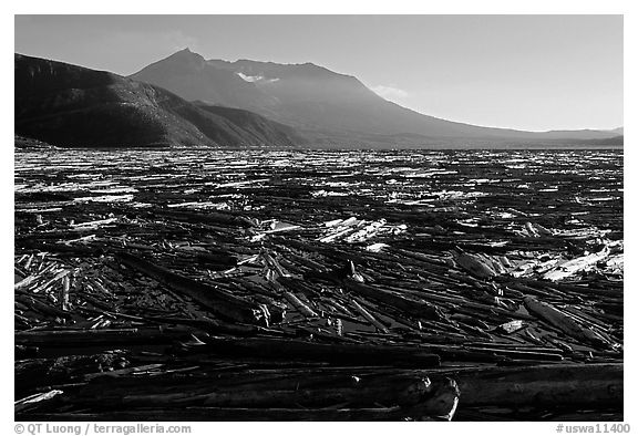 Enormousn tree mat cover Spirit Lake, and Mt St Helens. Mount St Helens National Volcanic Monument, Washington