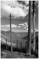 Dead tree trunks at the Edge. Mount St Helens National Volcanic Monument, Washington ( black and white)