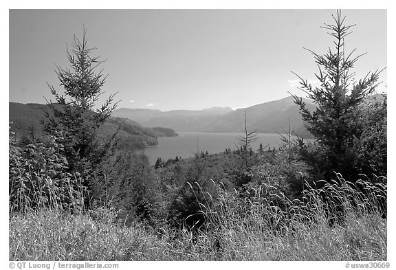 Grasses, trees, and Riffe Lake. Washington (black and white)