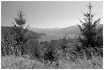 Grasses, trees, and Riffe Lake. Washington ( black and white)