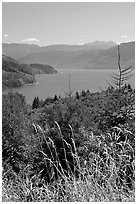 Summer grasses and Riffe Lake. Washington ( black and white)