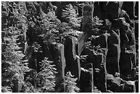Young pine trees growing on columns of basalt, Lava Canyon. Mount St Helens National Volcanic Monument, Washington (black and white)