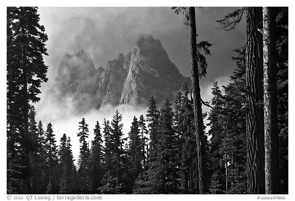 Liberty Bell Mountain framed by spruce trees. Washington (black and white)