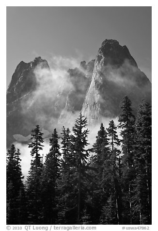 Spruce, fog, and Liberty Bell Mountain. Washington (black and white)