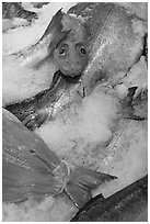 Fresh salmon for sale, Pike Place Market. Seattle, Washington ( black and white)