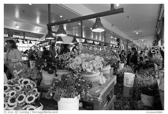Flowers for sale in Main Arcade daystall,. Seattle, Washington (black and white)