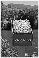 Sculpture of yellow apples box, Cashmere. Washington ( black and white)