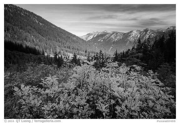 Fall foliage in valley below Easy Pass, Okanogan National Forest. Washington (black and white)