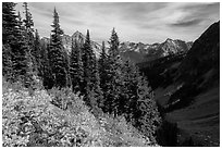 Berry plants, row of fir, and peaks below Easy Pass, Okanogan National Forest. Washington ( black and white)