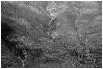 Slopes with burned trees and fall foliage, Lake Chelan. Washington ( black and white)