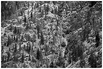 Mix of conifers and deciduous trees in autumn on rocky slopes, Lake Chelan. Washington ( black and white)