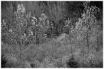 Trees in autumn near Snoqualmie Pass. Washington ( black and white)