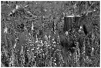 Close-up of tree stumps and wildflowers, Olympic Peninsula. Olympic Peninsula, Washington ( black and white)