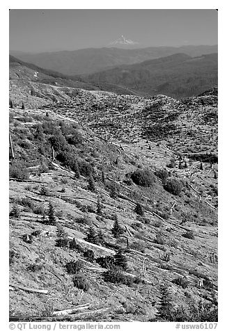 Slopes covered with trees downed by the eruption, Mt Hood in the distance. Mount St Helens National Volcanic Monument, Washington