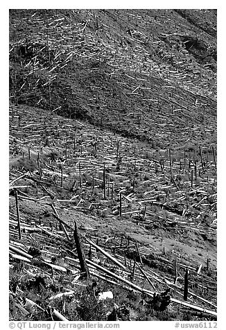 Forests flattened by the eruption lie pointing away from the blast. Mount St Helens National Volcanic Monument, Washington