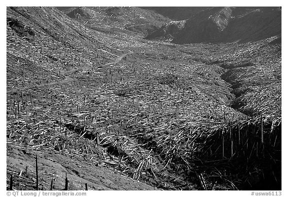 Trees uprooted by the eruption lie pointing away from the blast. Mount St Helens National Volcanic Monument, Washington