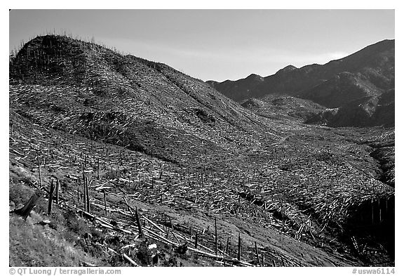 Valley littered with millions of trees flattened by the eruption. Mount St Helens National Volcanic Monument, Washington