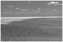 Field with curved plowing patterns, The Palouse. Washington ( black and white)
