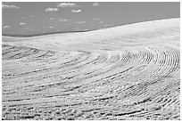 Yellow field with curved plowing patterns, The Palouse. Washington ( black and white)