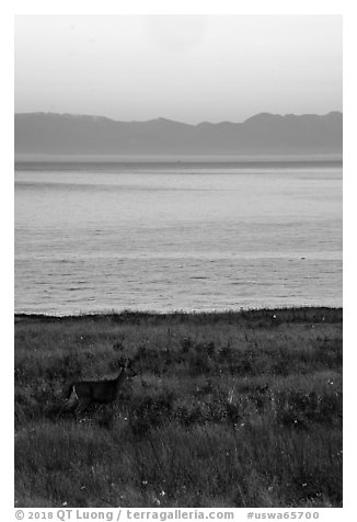 Deer in meadow at dawn, Catte Point, San Juan Island. Washington (black and white)