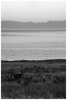 Deer in meadow at dawn, Catte Point, San Juan Island. Washington ( black and white)