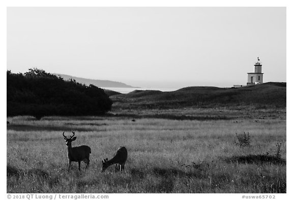Deer, meadow and Cattle Point Lighthouse at sunrise, San Juan Island. Washington (black and white)
