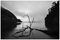 Fallen tree and Watmough Bay, Lopez Island. Washington ( black and white)