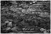 Close-up of pebbles and seaweed on rock slab, Watmough Bay, Lopez Island. Washington ( black and white)