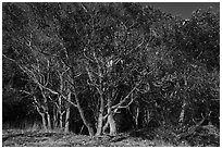 Madrone trees with orange peeling bark, Lime Point State Park, San Juan Island. Washington ( black and white)