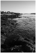 Coastline, strait with kelp, Cattle Point NRCA, San Juan Islands National Monument. Washington ( black and white)