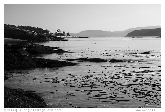 Strait with kelp, Cattle Point Natural Resources Conservation Area, San Juan Islands National Monument. Washington (black and white)