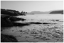 Strait with kelp, Cattle Point Natural Resources Conservation Area, San Juan Islands National Monument. Washington ( black and white)
