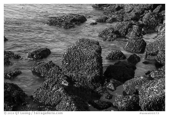 Rocks covered with seaweed, San Juan Islands National Monument, San Juan Island. Washington (black and white)
