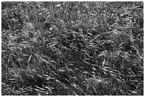 Close-up of summer grasses, Cattle Point, San Juan Islands National Monument, San Juan Island. Washington ( black and white)