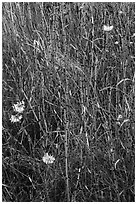 Close-up of grasses and flowers, Cattle Point NRCA, San Juan Islands National Monument, San Juan Island. Washington ( black and white)