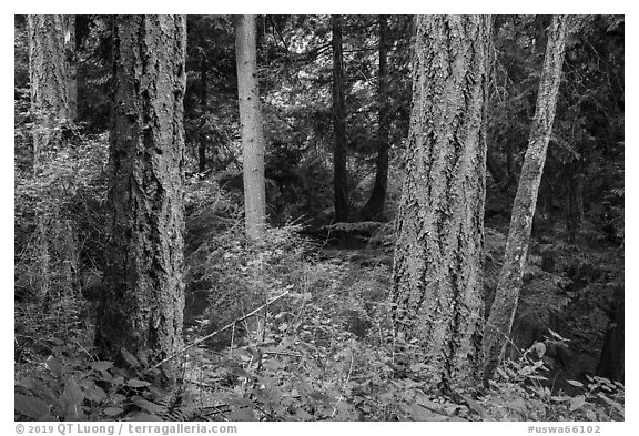 Old growth forest, Moran State Park. Washington (black and white)