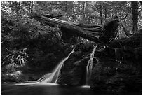Waterfall and fallen tree, Cascade Creek, Moran State Park. Washington ( black and white)