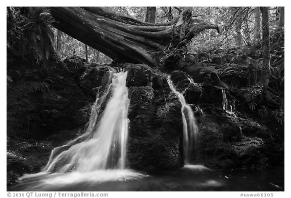 Rustic Falls, Cascade Creek, Moran State Park. Washington (black and white)