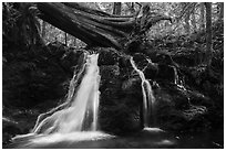 Rustic Falls, Cascade Creek, Moran State Park. Washington ( black and white)