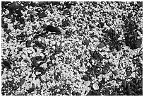 Broken seashells, Indian Island, San Juan Islands National Monument, Orcas Island. Washington ( black and white)