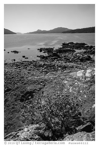 Wildflowers and lichen-covered rocks on Indian Island, San Juan Islands National Monument, Orcas Island. Washington (black and white)