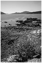 Wildflowers and lichen-covered rocks on Indian Island, San Juan Islands National Monument, Orcas Island. Washington ( black and white)