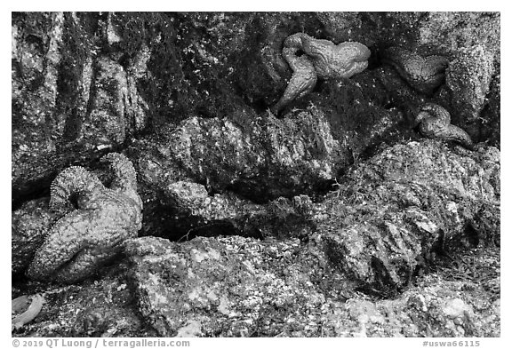 Seastars in rock crevice at low tide, Indian Island, San Juan Islands National Monument, Orcas Island. Washington (black and white)
