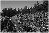 Vineyard, Lopez Island. Washington ( black and white)